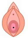 処女膜の位置